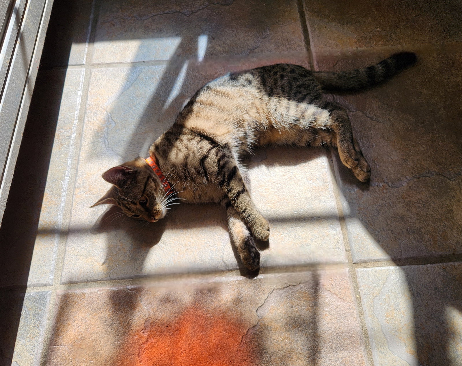 Roxie, photo 10