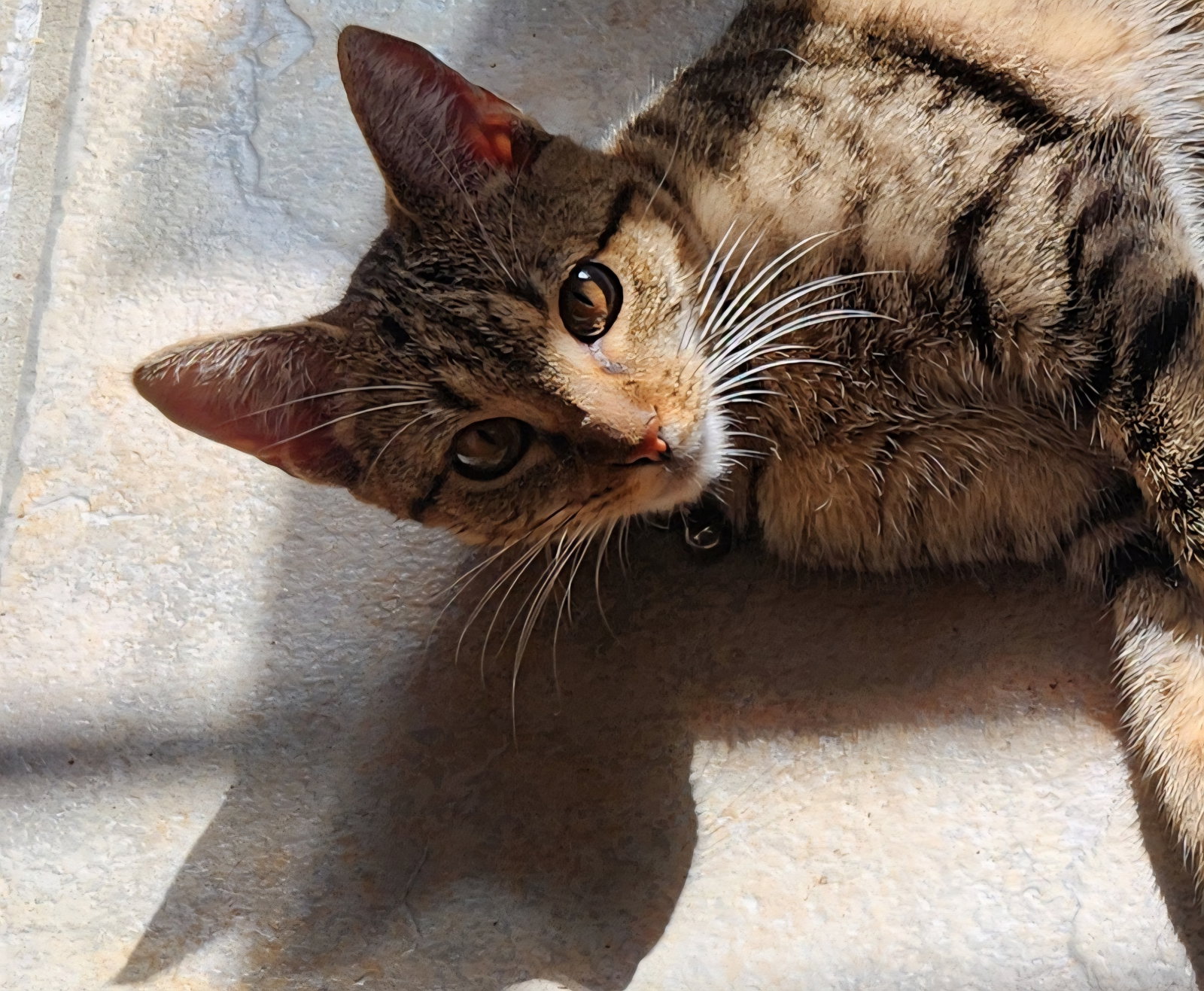 Roxie, photo 11