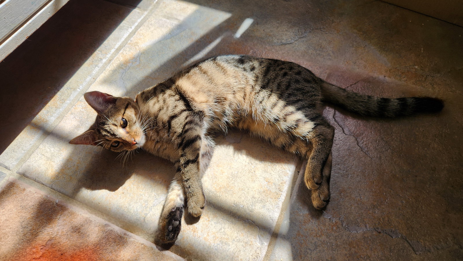 Roxie, photo 12