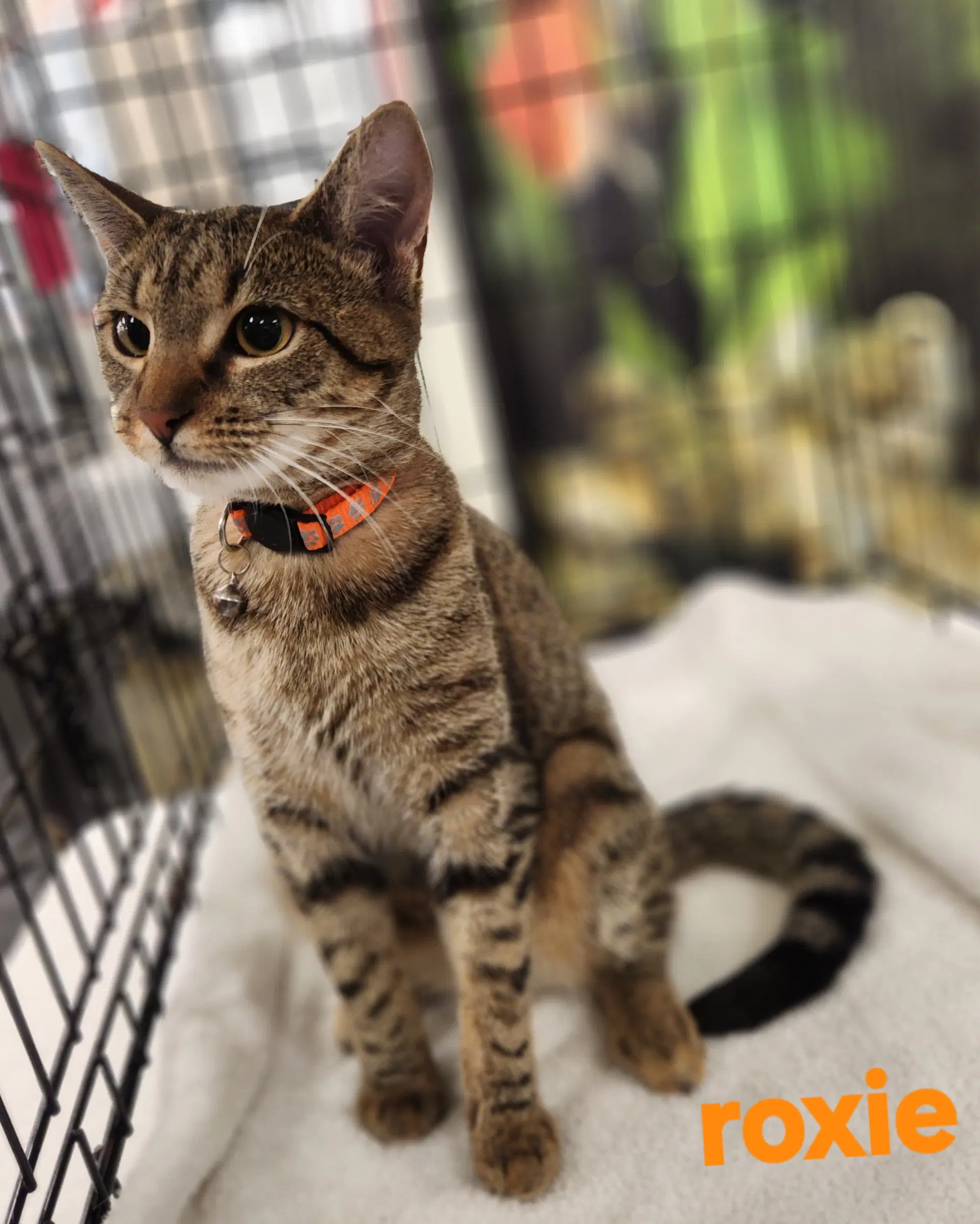 Roxie - Domestic Short Hair