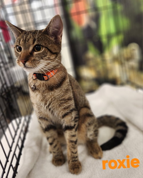 Roxie, a cat for adoption from Cat Tail Corner
