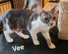 Vee