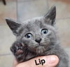 Lip