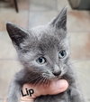 Lip