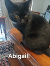 Abigail