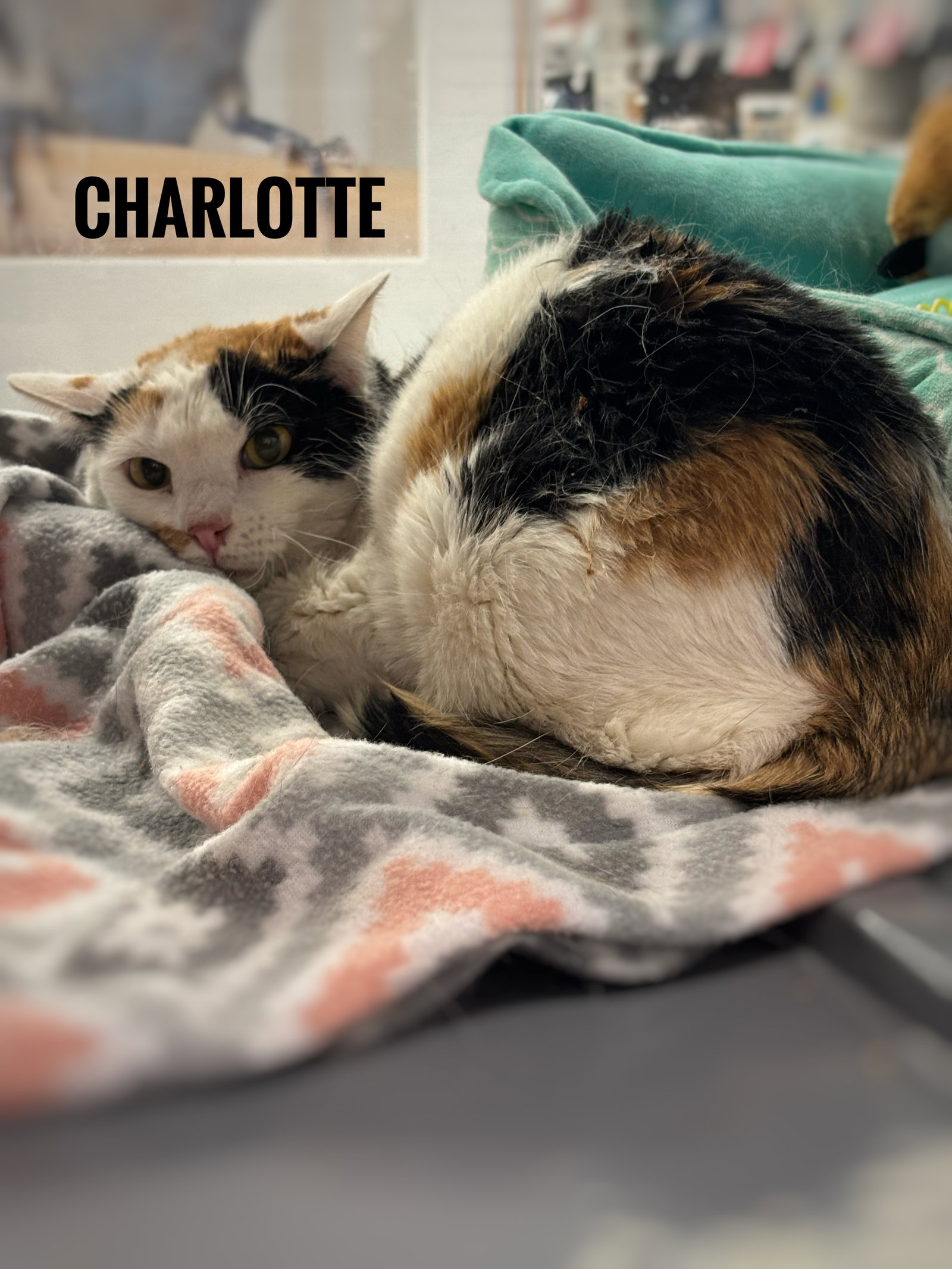 Charlotte Image