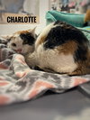 Charlotte