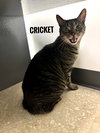 Cricket