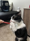Oliver
