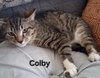 Colby