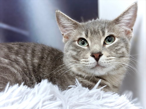 Sully, an adoptable Domestic Short Hair in Longwood, FL