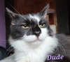 Dude
