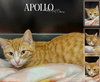 Apollo
