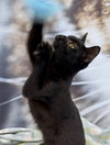 Freida