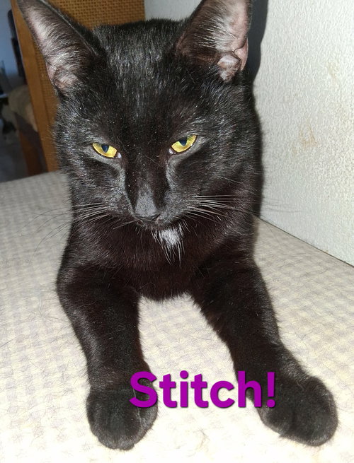 Stitch, an adoptable Domestic Short Hair in Longwood, FL