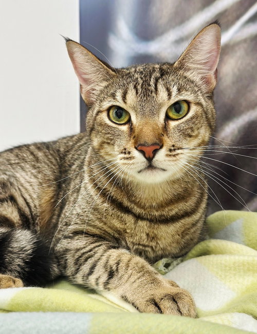 Sir Hiss, an adoptable American Shorthair in Longwood, FL