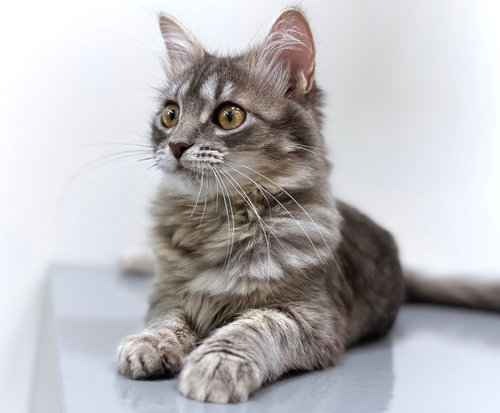 Stormy, an adoptable Maine Coon in Longwood, FL