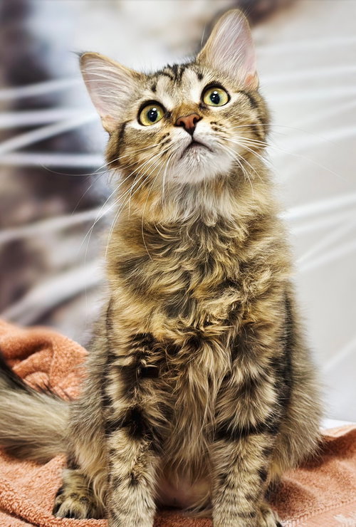Eric, an adoptable Maine Coon in Longwood, FL