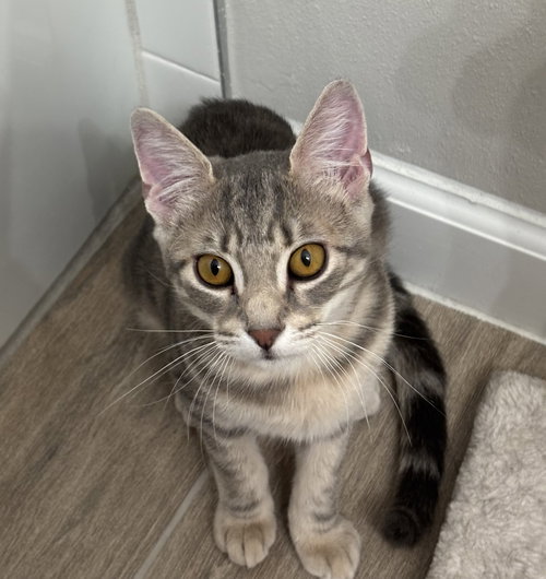 Dusk, an adoptable American Shorthair in Longwood, FL