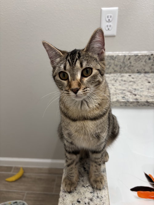 Amber Bok, an adoptable American Shorthair in Longwood, FL