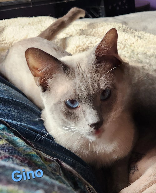 Gino, Young Siamese / Domestic Short Hair (short coat), cat for adoption in Port Orange, Florida