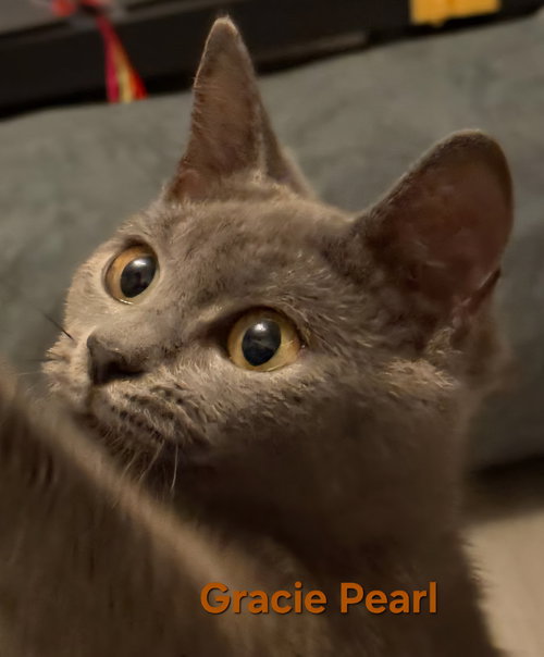 Gracie Pearl, Young Domestic Short Hair / Mixed (short coat), cat for adoption in Port Orange, Florida