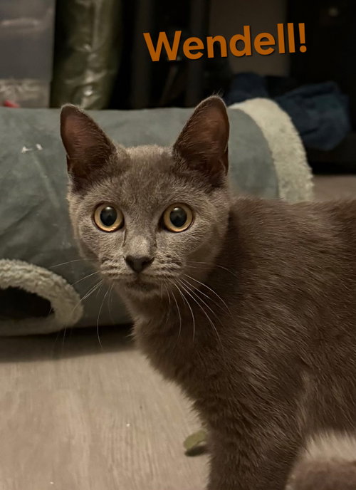 Wendell, Young Domestic Short Hair / Mixed (short coat), cat for adoption in Port Orange, Florida