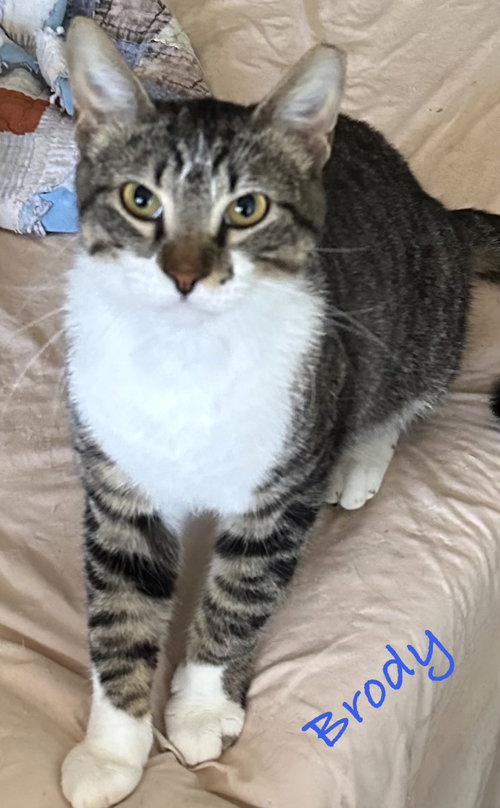 Brody, Young Domestic Short Hair (short coat), cat for adoption in Port Orange, Florida