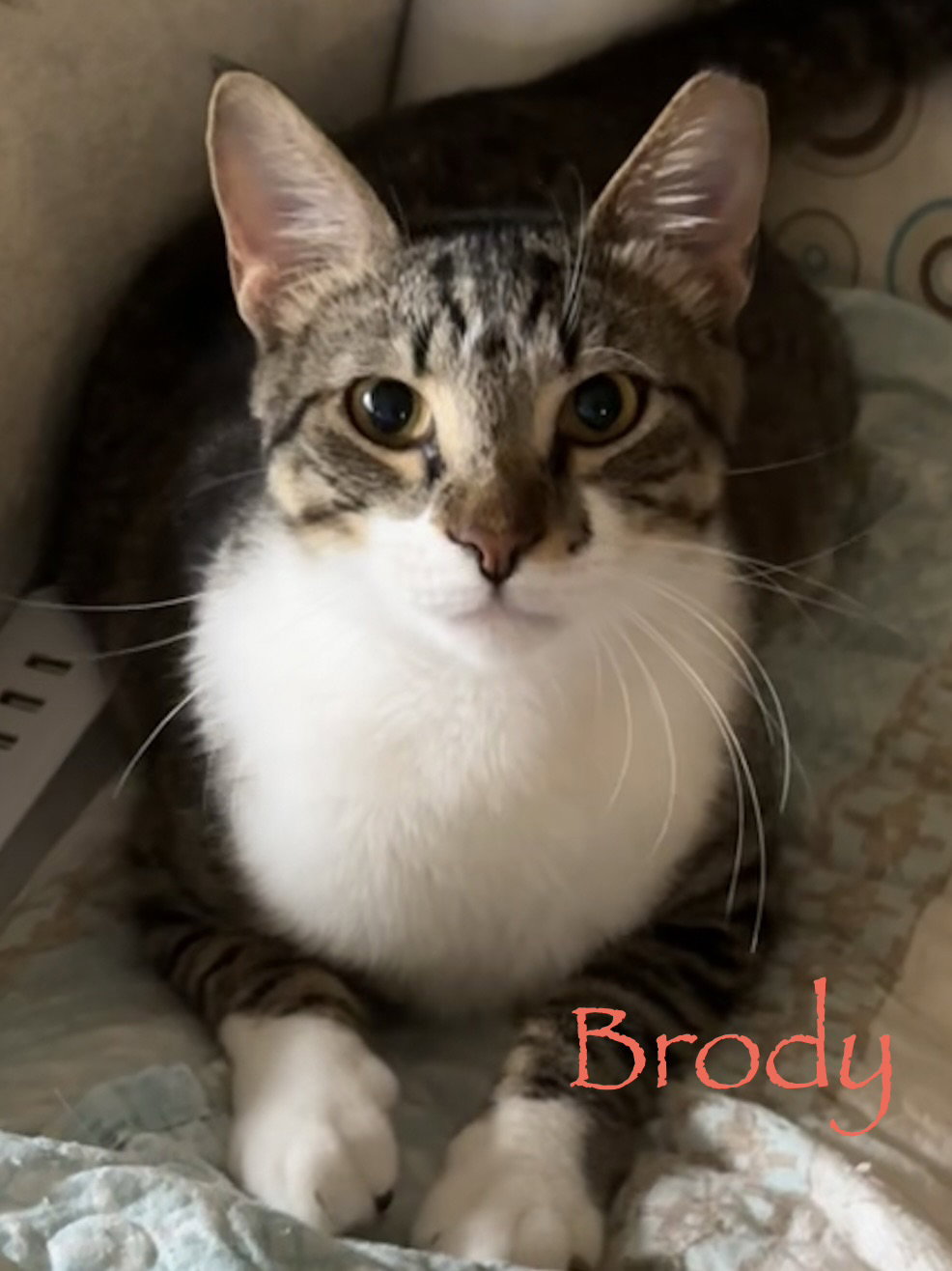 Brody