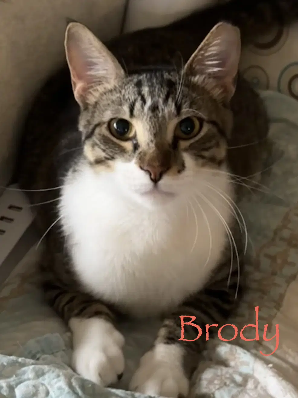 Brody image 2