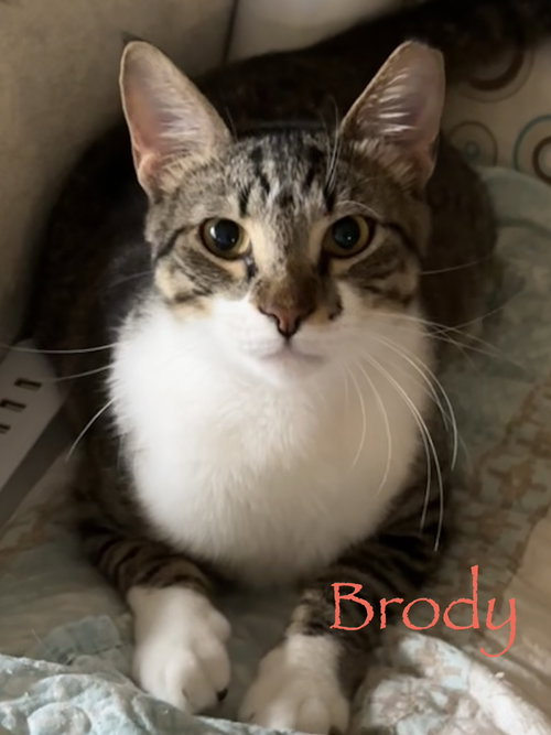 Brody, an adoptable Domestic Short Hair in Longwood, FL