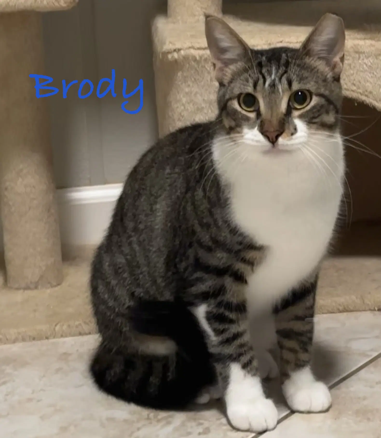 Brody - Domestic Short Hair