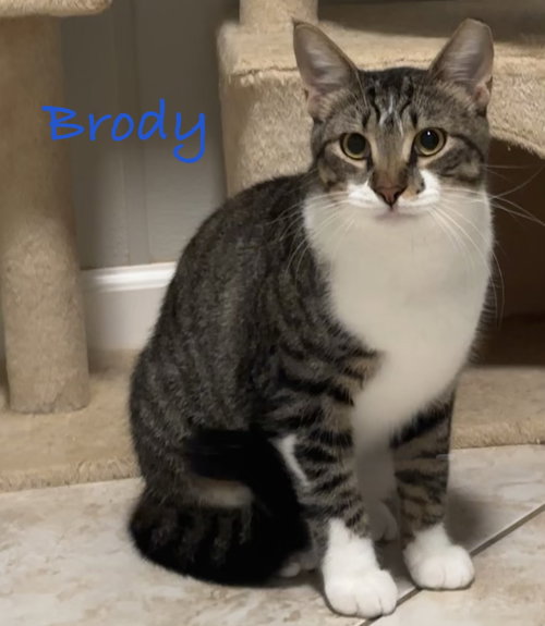 picture of the cat needing adoption