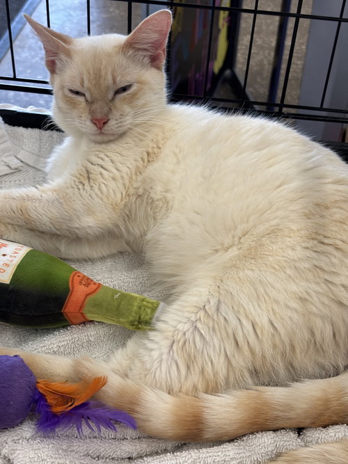 Milo, Adult Siamese / Mixed (short coat), cat for adoption in Port Orange, Florida