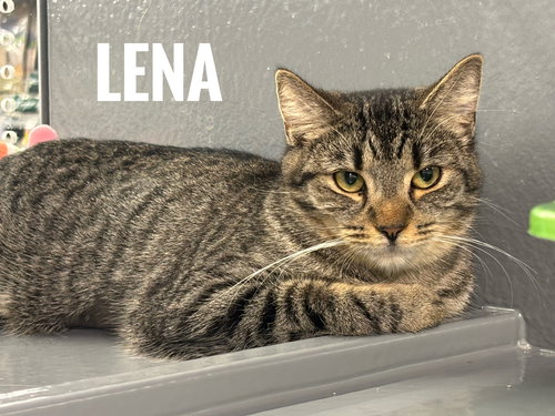 Lena, Young Domestic Short Hair / Mixed (short coat), cat for adoption in Port Orange, Florida