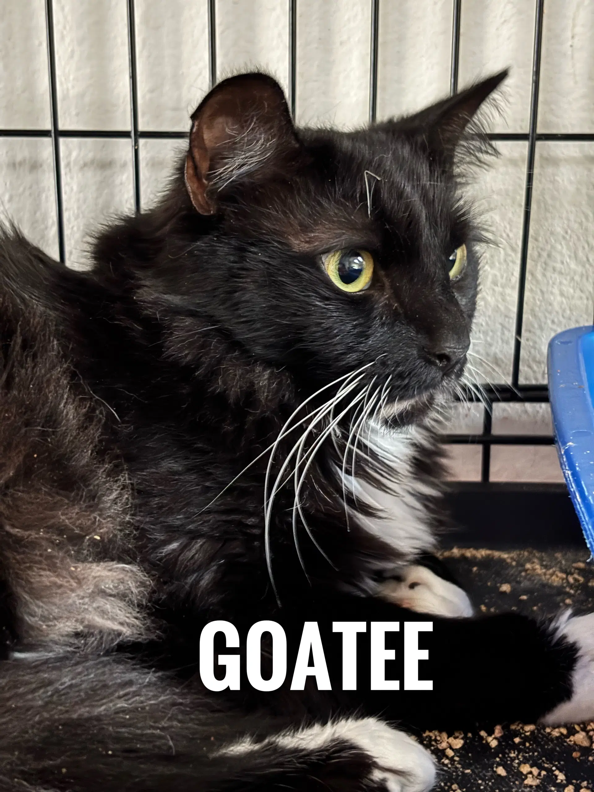 Goatee - Domestic Long Hair