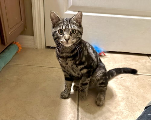 Thing 2, Young Domestic Short Hair (short coat), cat for adoption in Port Orange, Florida