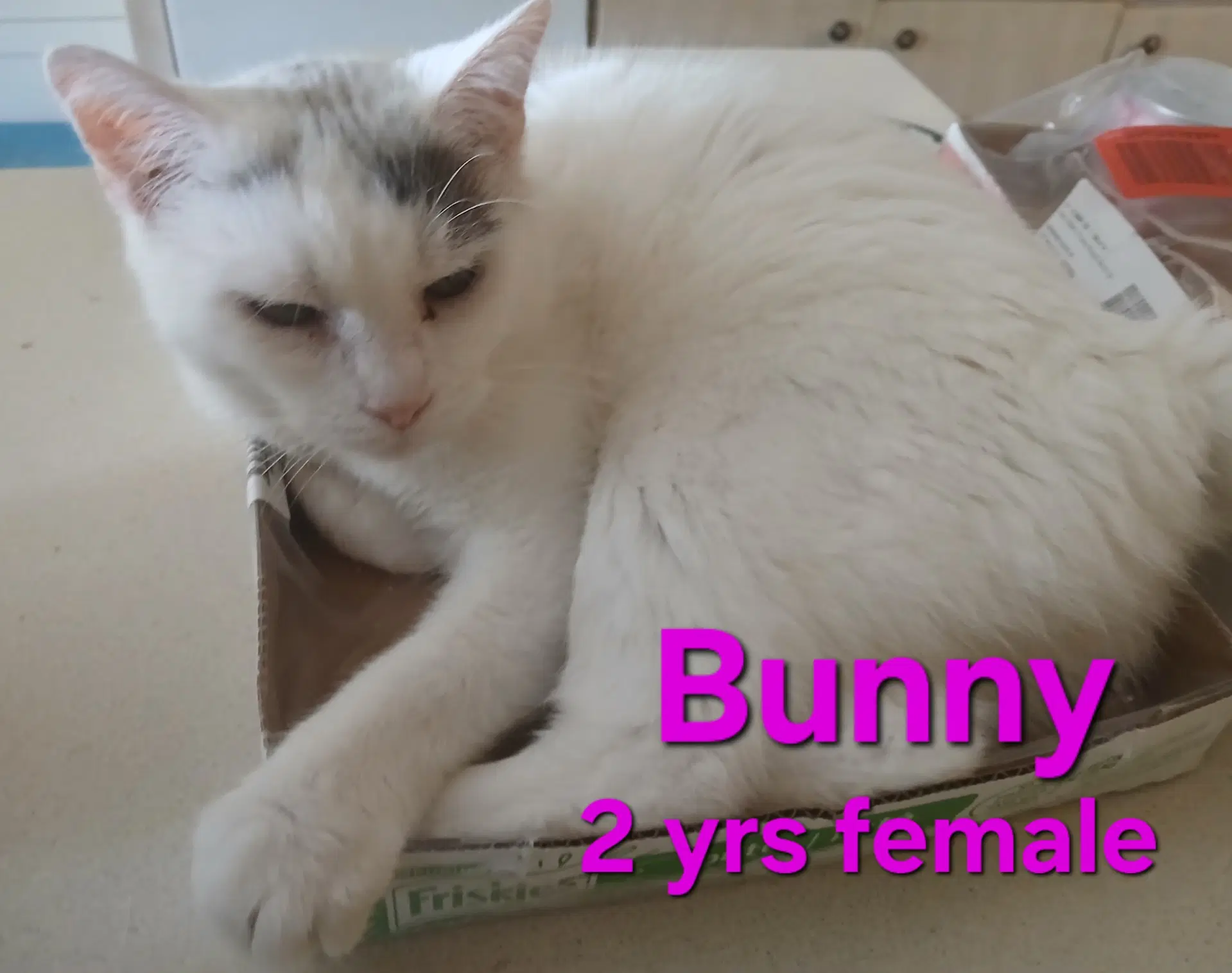 Sofia - Domestic Short Hair