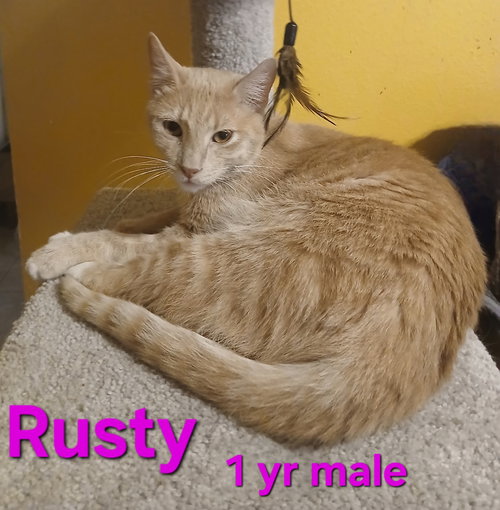 Rusty, Adult Domestic Short Hair / Mixed (short coat), cat for adoption in Port Orange, Florida
