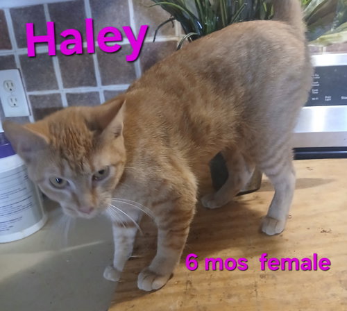 Haley, Adult Domestic Short Hair / Mixed (short coat), cat for adoption in Port Orange, Florida