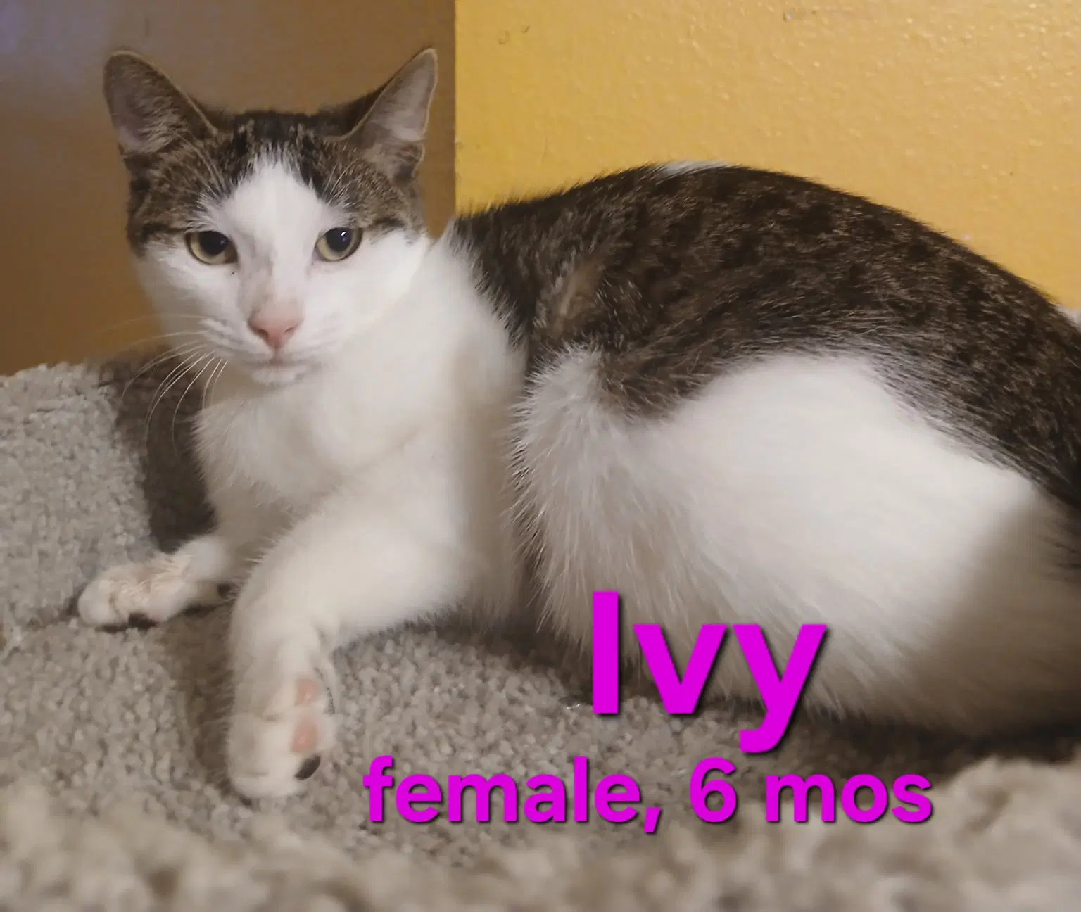 Ivy - Domestic Short Hair