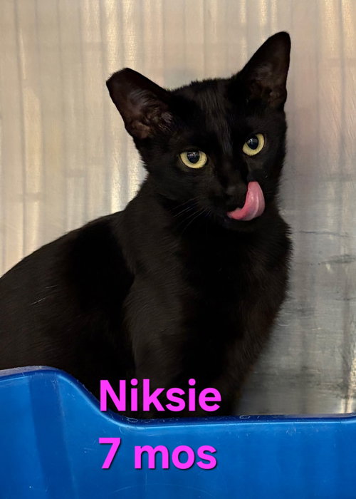 Niksie, Young Domestic Short Hair / Mixed (short coat), cat for adoption in Port Orange, Florida