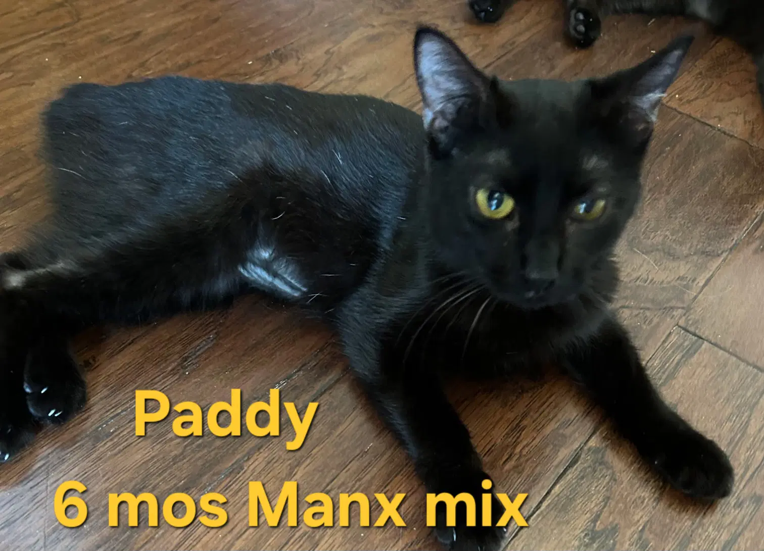 Paddy - Manx