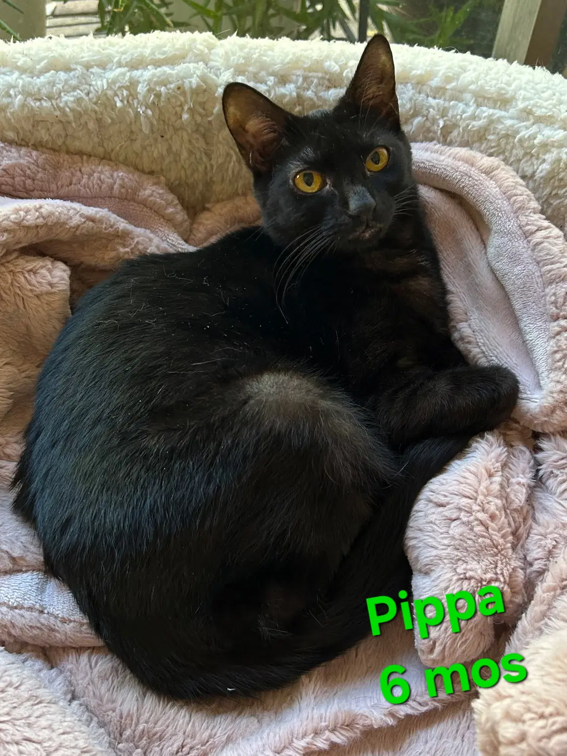 Pippa - Manx