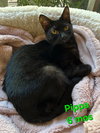 Pippa