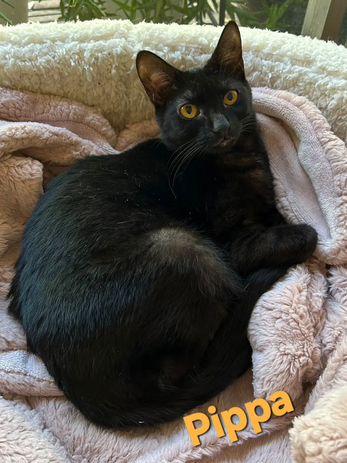Pippa - Manx