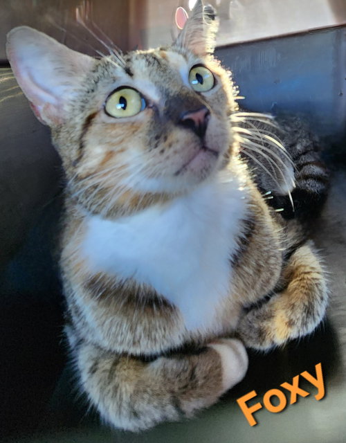 Foxy, Young Domestic Short Hair / Mixed (short coat), cat for adoption in Port Orange, Florida