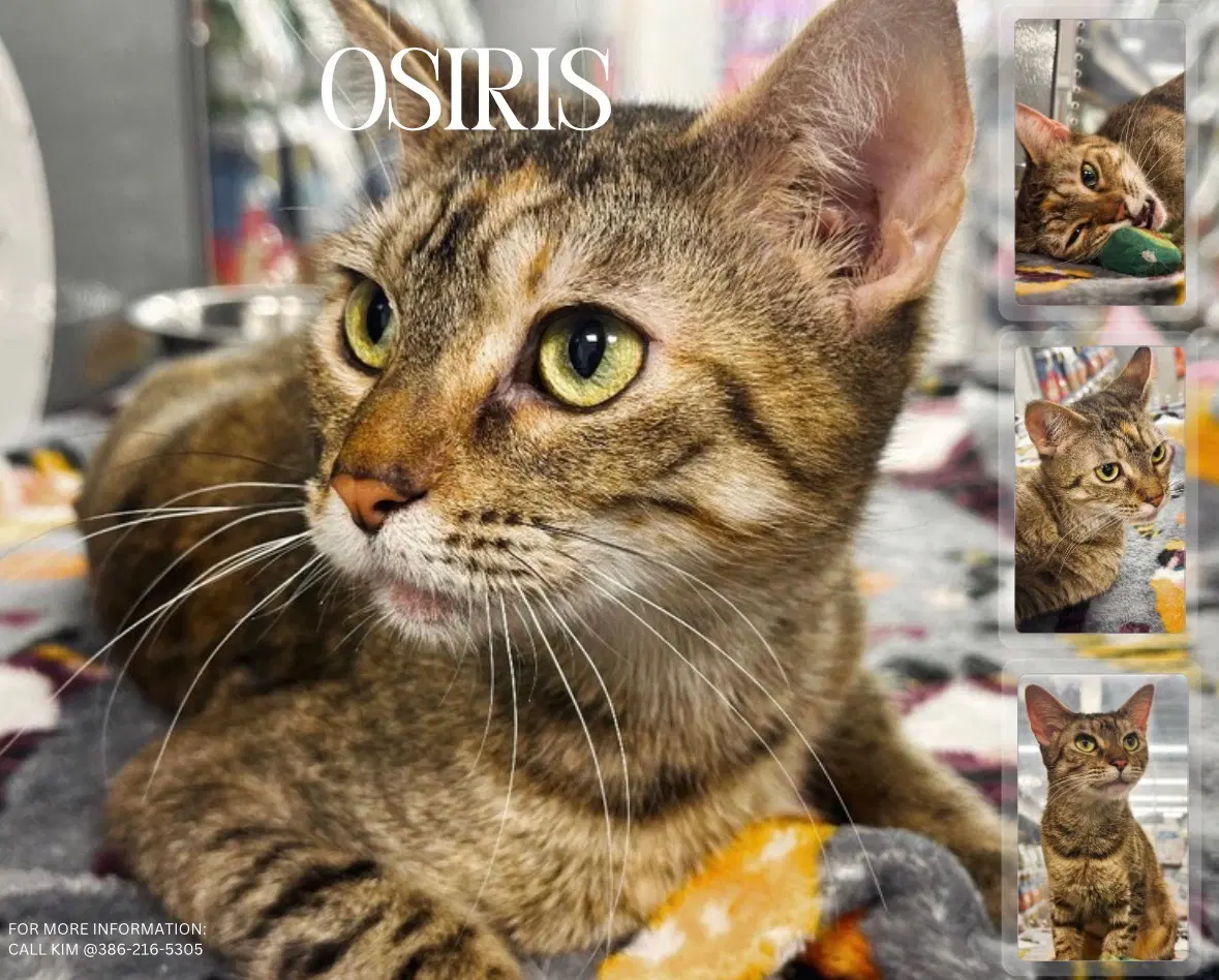 Osiris - Domestic Short Hair