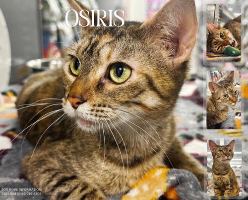 Osiris, Adult Domestic Short Hair / Mixed (short coat), cat for adoption in St. Cloud, Florida