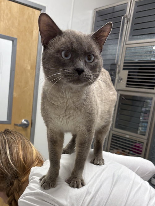 Oakley, Young Siamese / Mixed (short coat), cat for adoption in St. Cloud, Florida